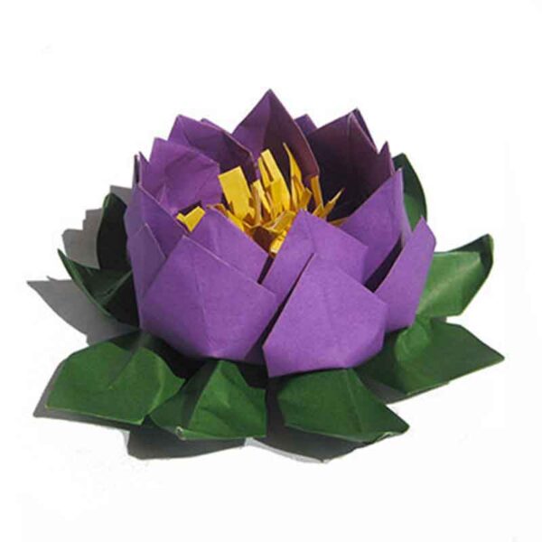 deep purple lotus