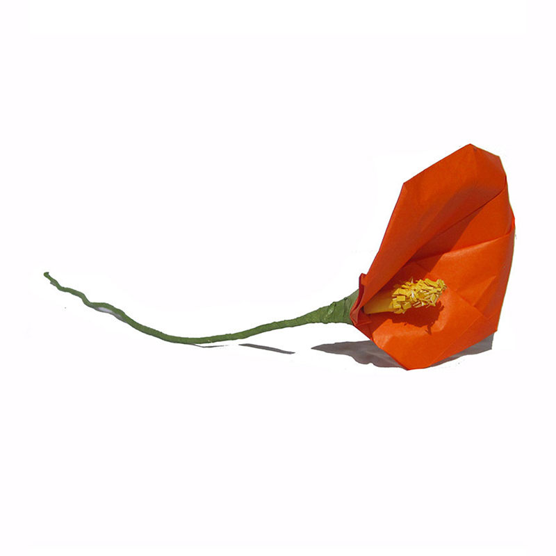 orange calla lily